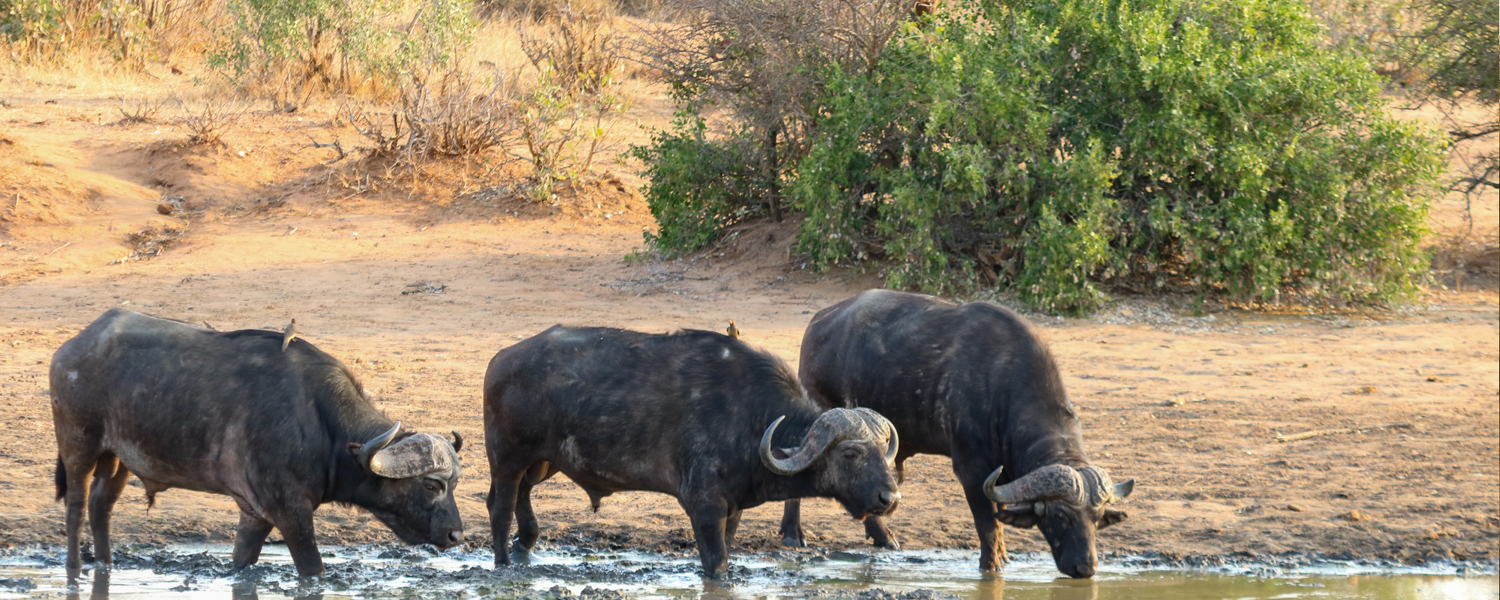 Wildlife & Adventure