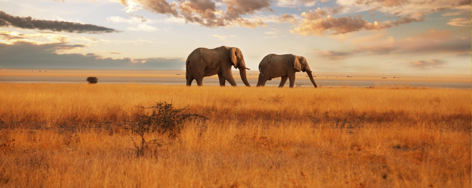 Wildlife & Experiences