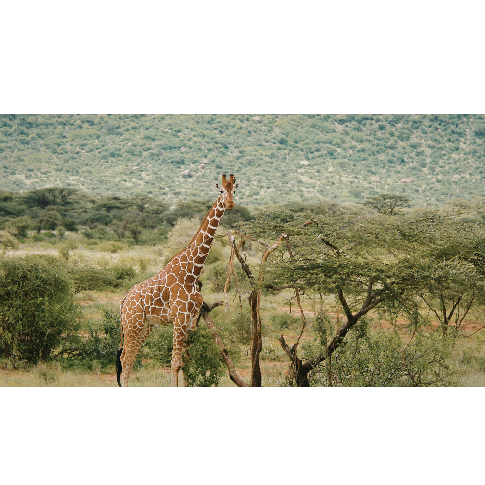 Exclusive Safari Adventures
