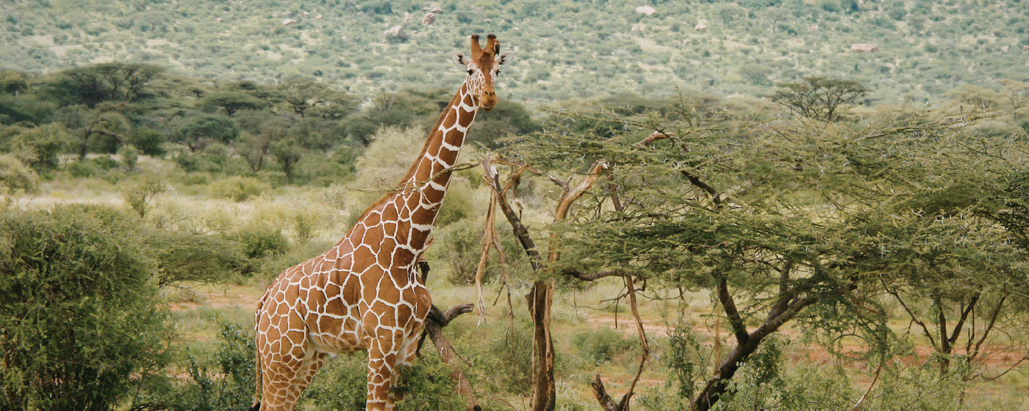 Exclusive Safari Adventures