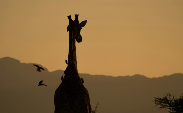 Sunrise Safari Kruger National Park