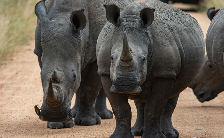 Full Day Safari Kruger National Park