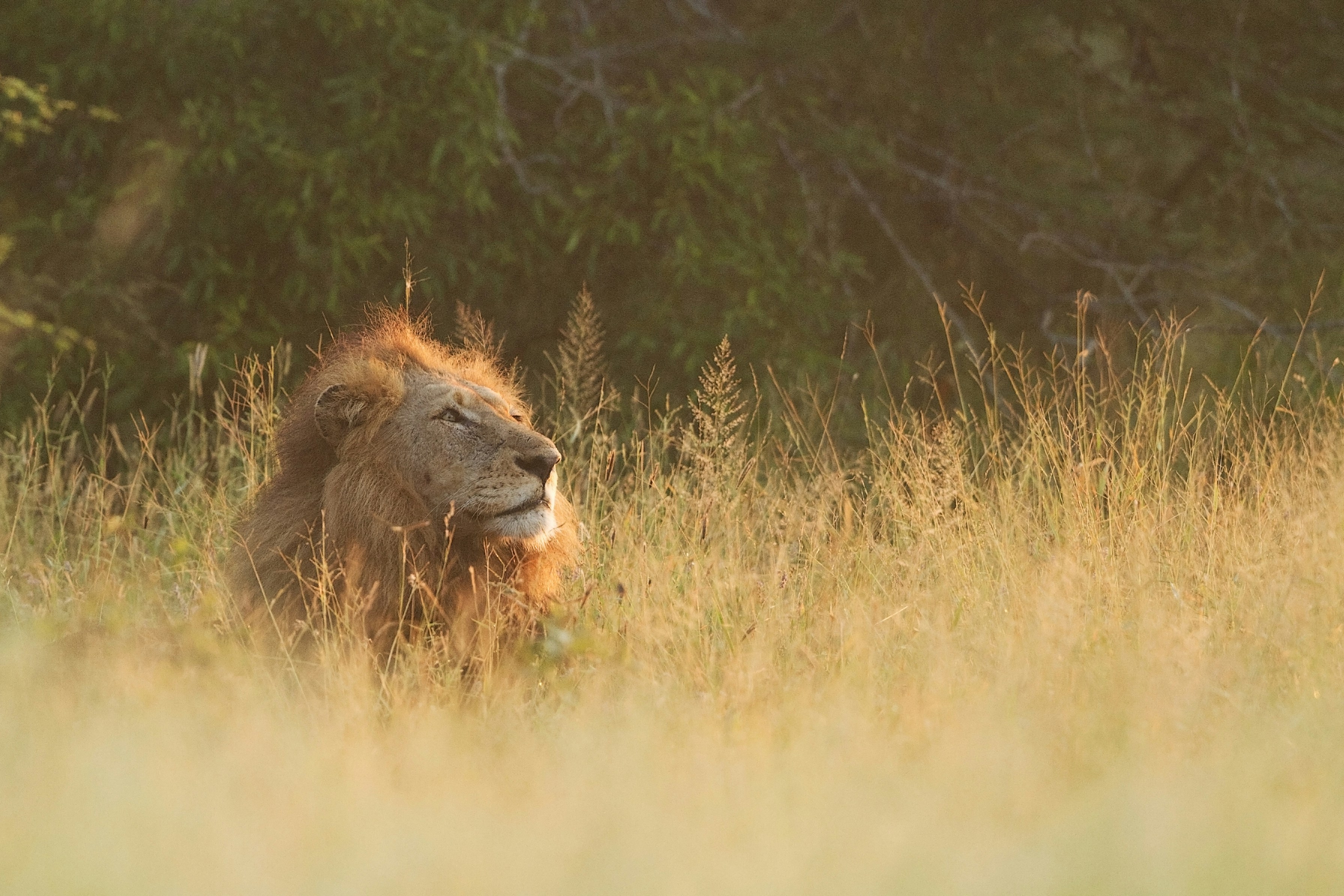 Safaris
