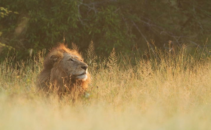 Private Full Day Safari Kruger National Park
