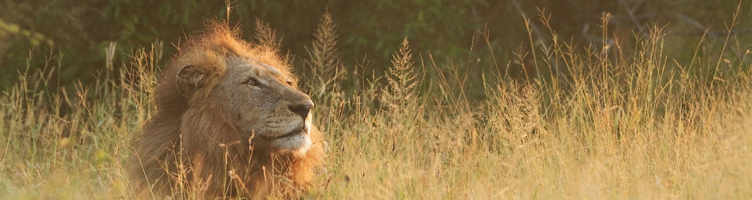 Safaris