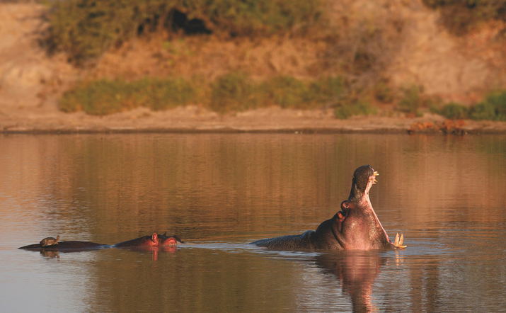 Private Sunrise Group Safari