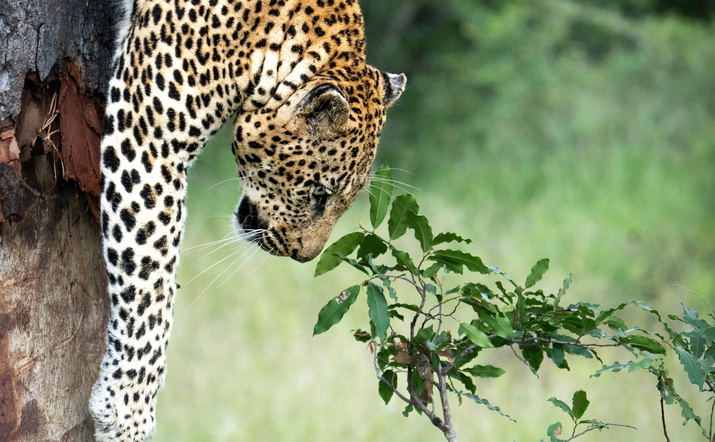 Private Sunset Group Safaris