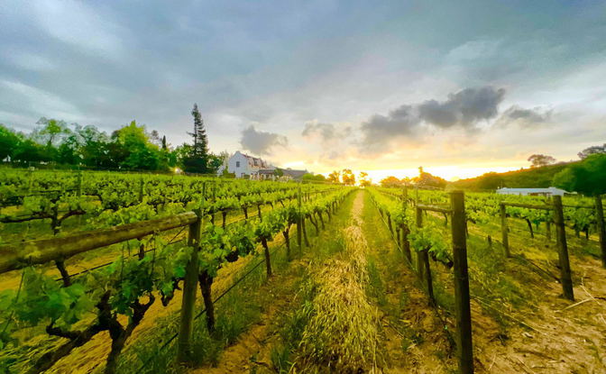 Our Wine