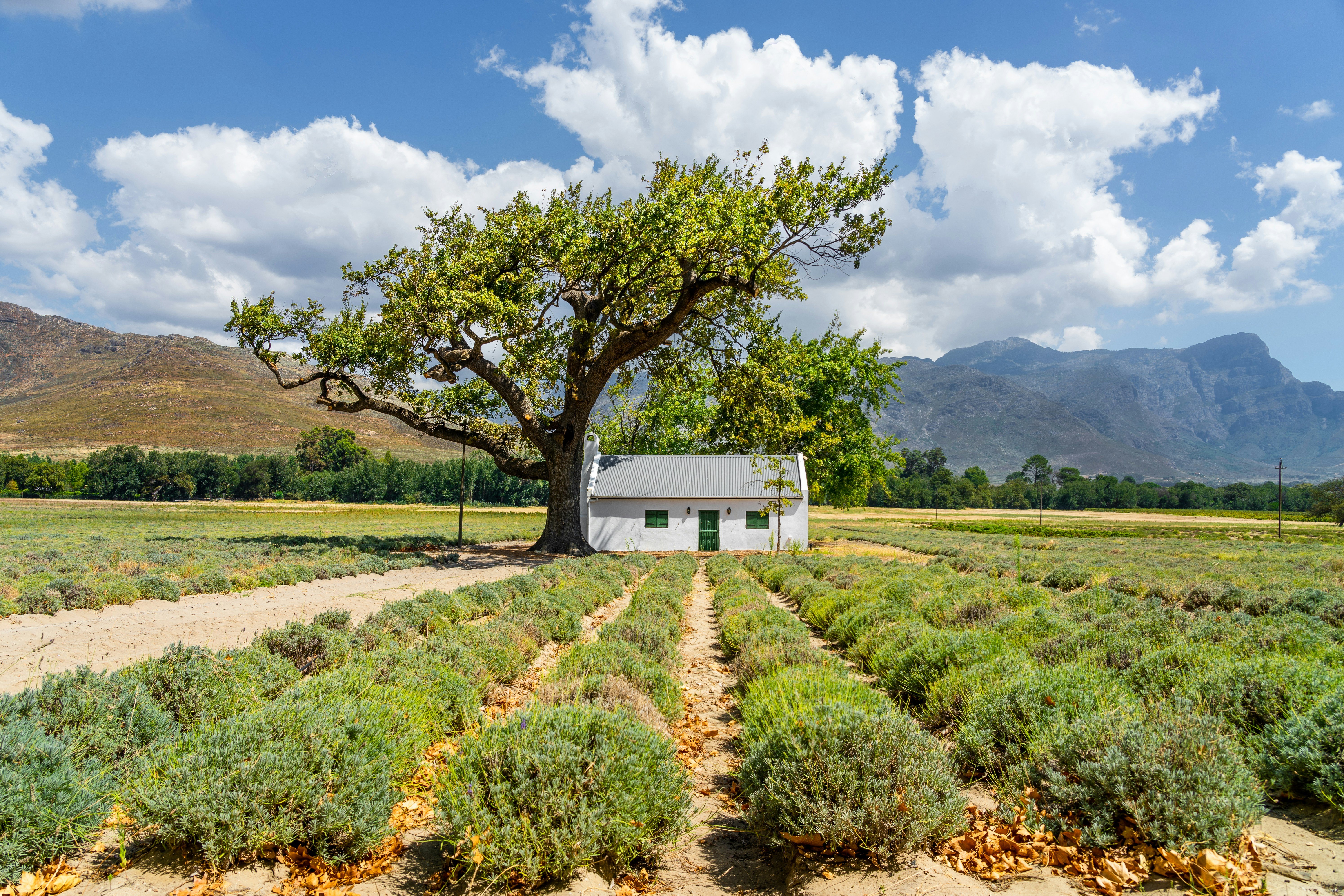 Franchhoek