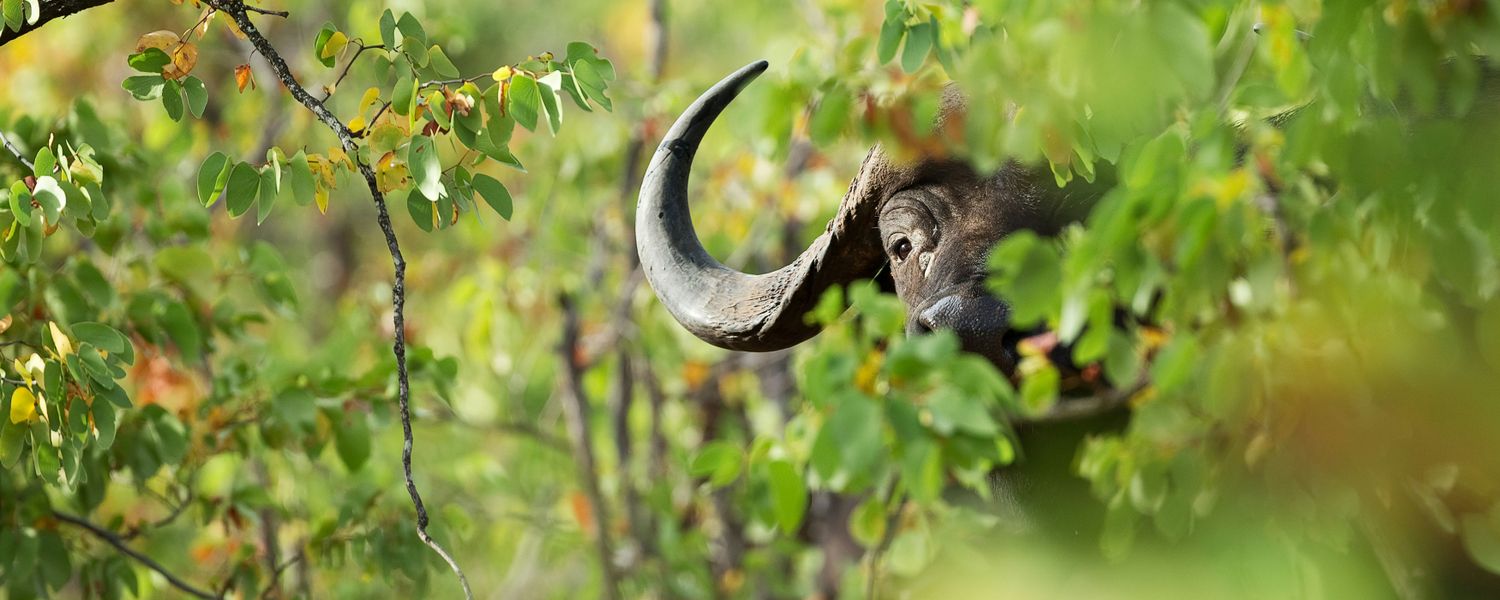 Afrikanischer Büffel versteckt im Mopane-Buschwald der Kwatale Concession, Botswana