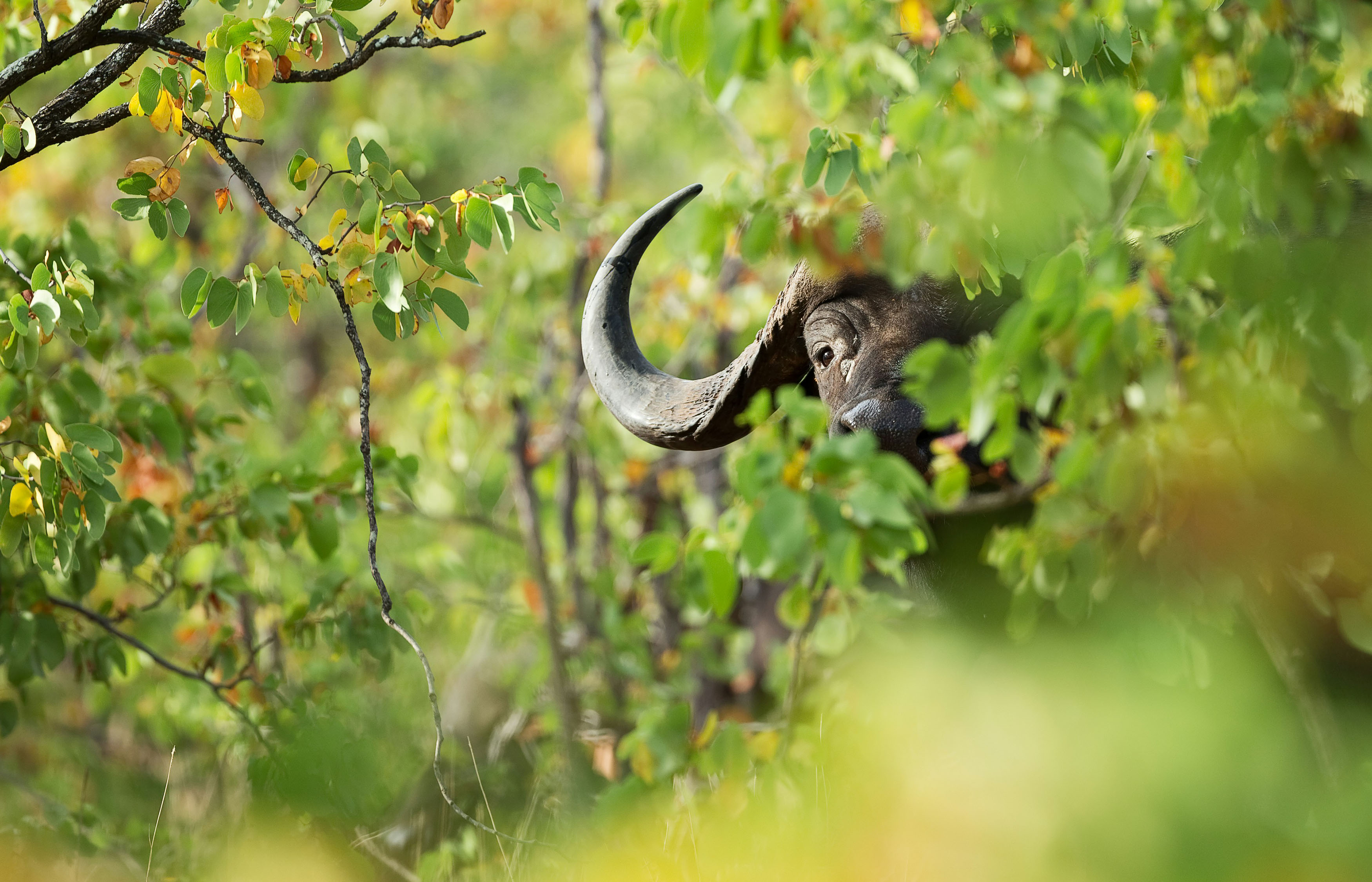 A lone buffalo bull in the mopane shrub