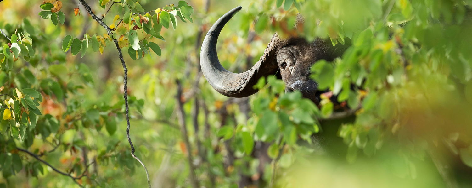 A lone buffalo bull in the mopane shrub