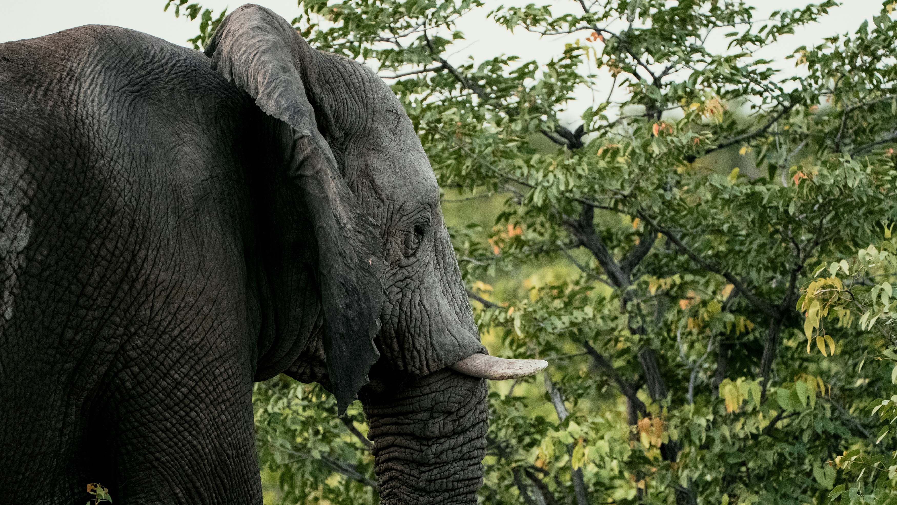 African elephant standing in front of a mopane tree