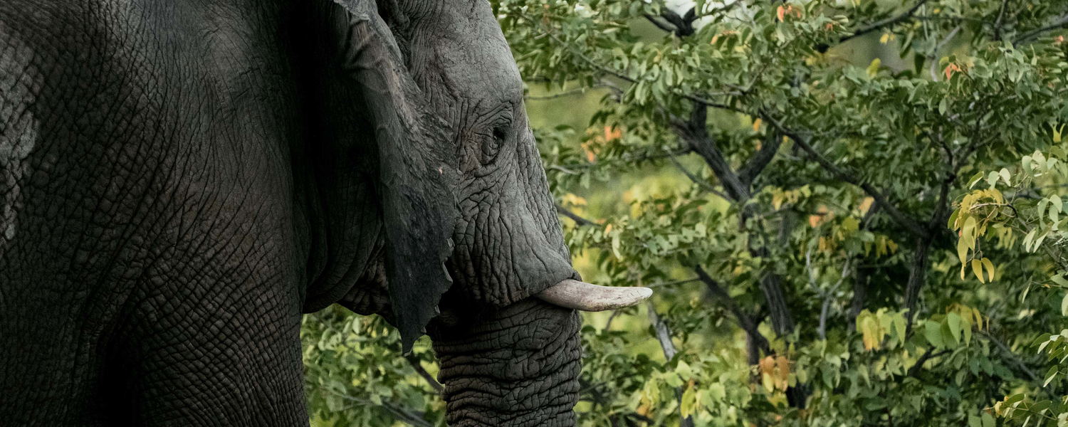 African elephant standing in front of a mopane tree