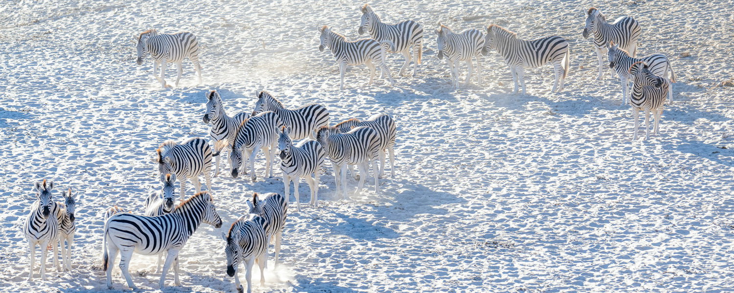 A herd of zebras seen from above