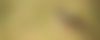 A jackal running through grass