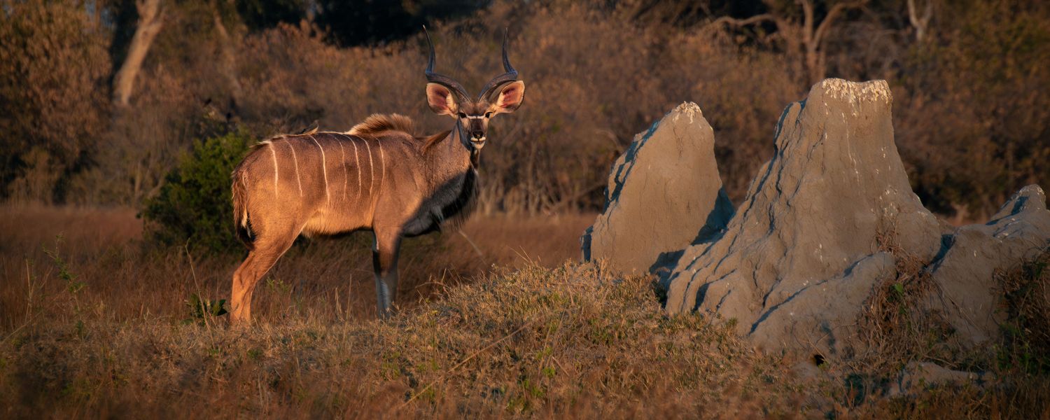 Grosser Kudu-Bulle neben Termitenhügeln in der Greater Moremi Region, Botswana
