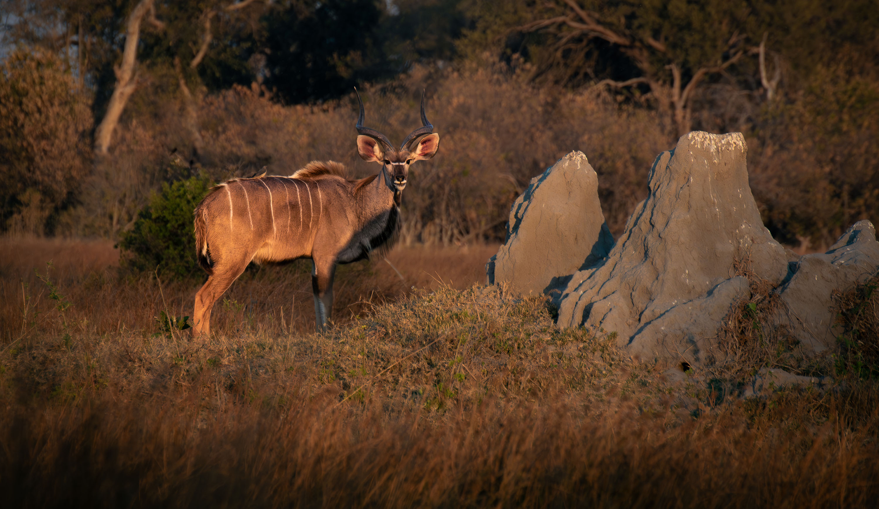 A kudu bull next to a termite mound