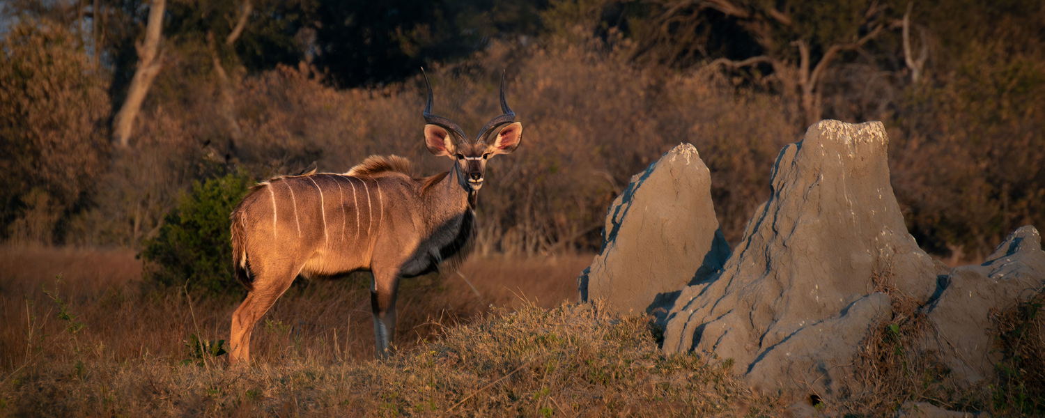 A kudu bull next to a termite mound