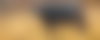 A lone buffalo bull