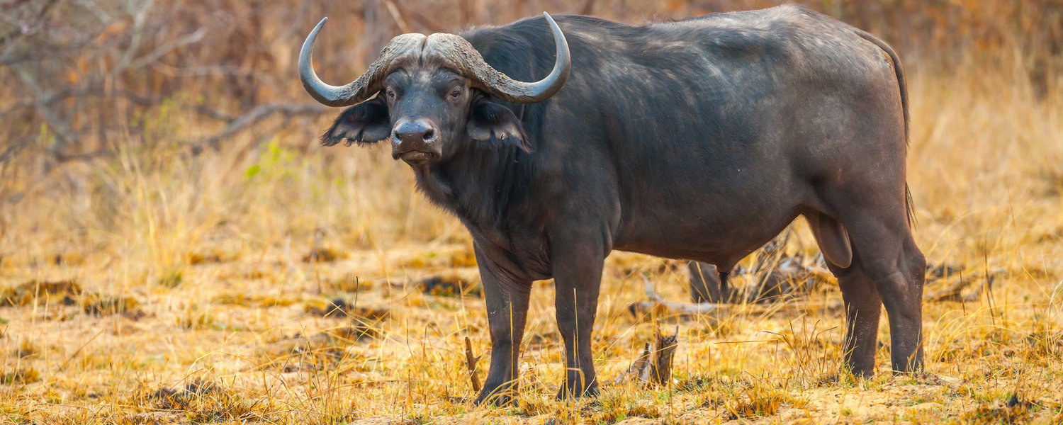A lone buffalo bull