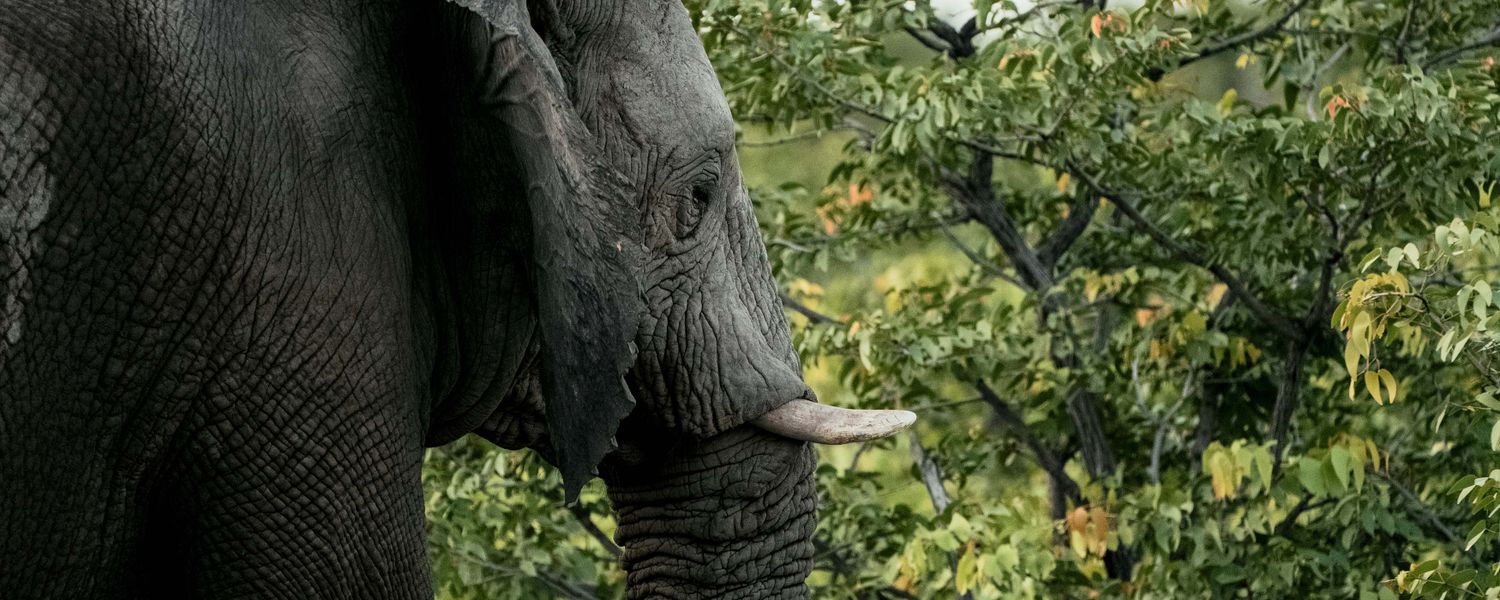 Afrikanischer Elefant beim Fressen im Mopane-Busch der Kwatale Concession