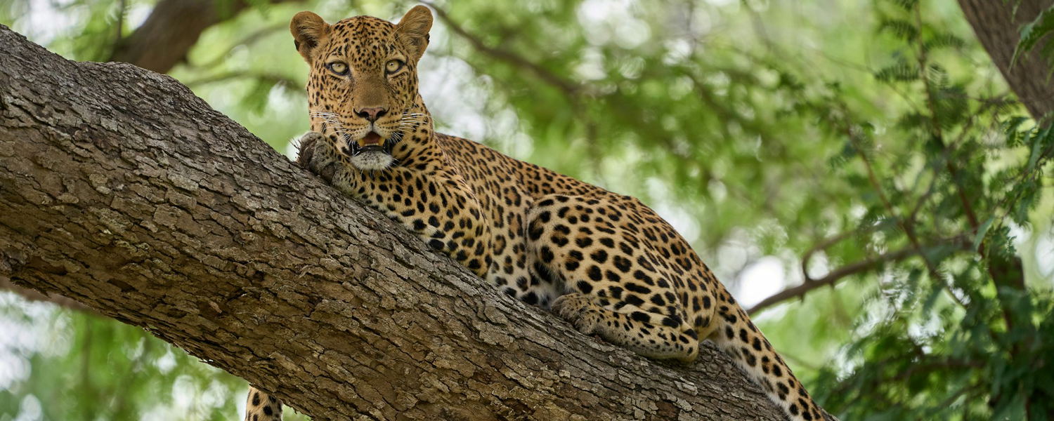 Leopard mit Beute auf einem Ast in der Kwatale Concession, Botswana