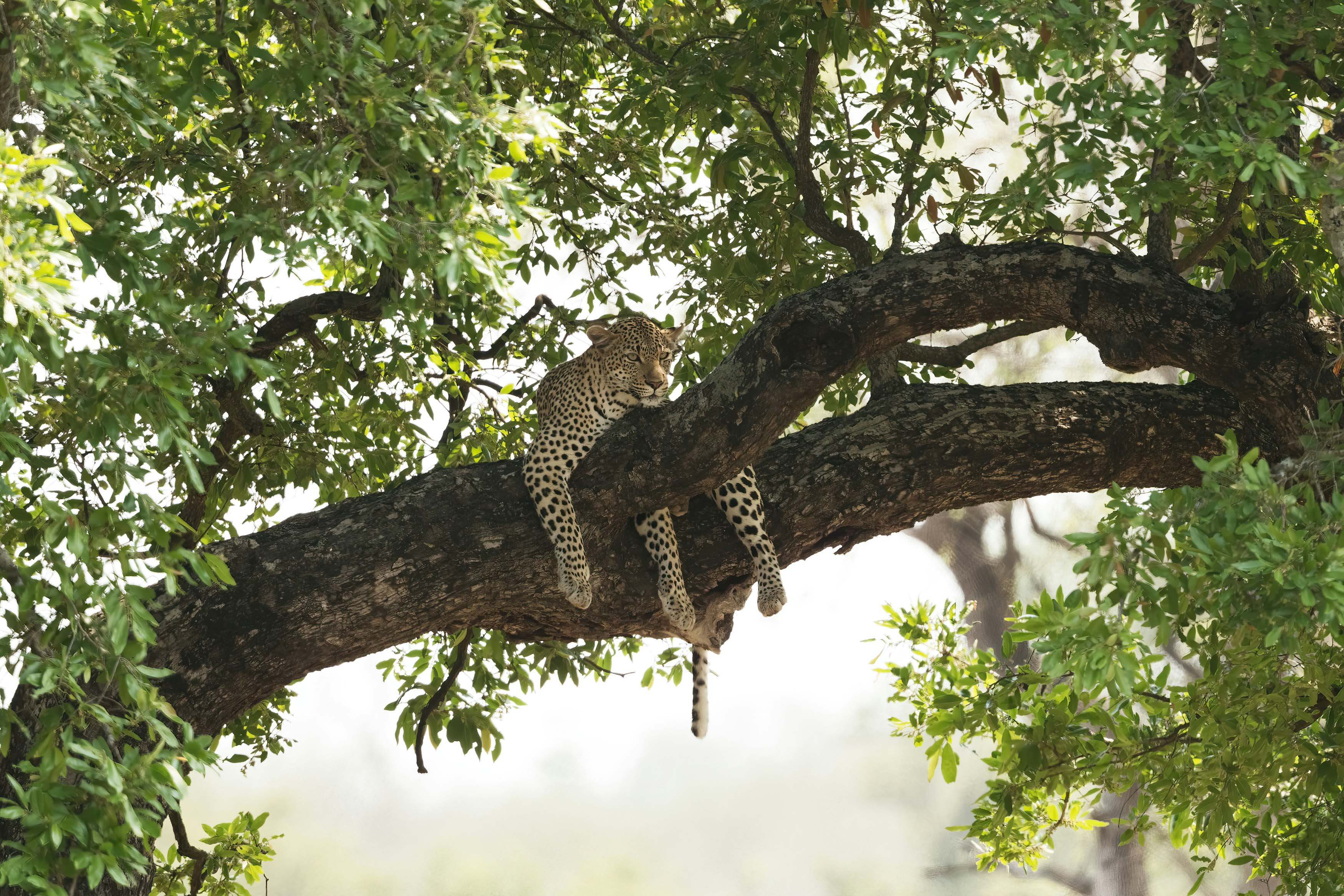 Leopard ruht auf einem Baumast in der Greater Moremi Region, Botswana