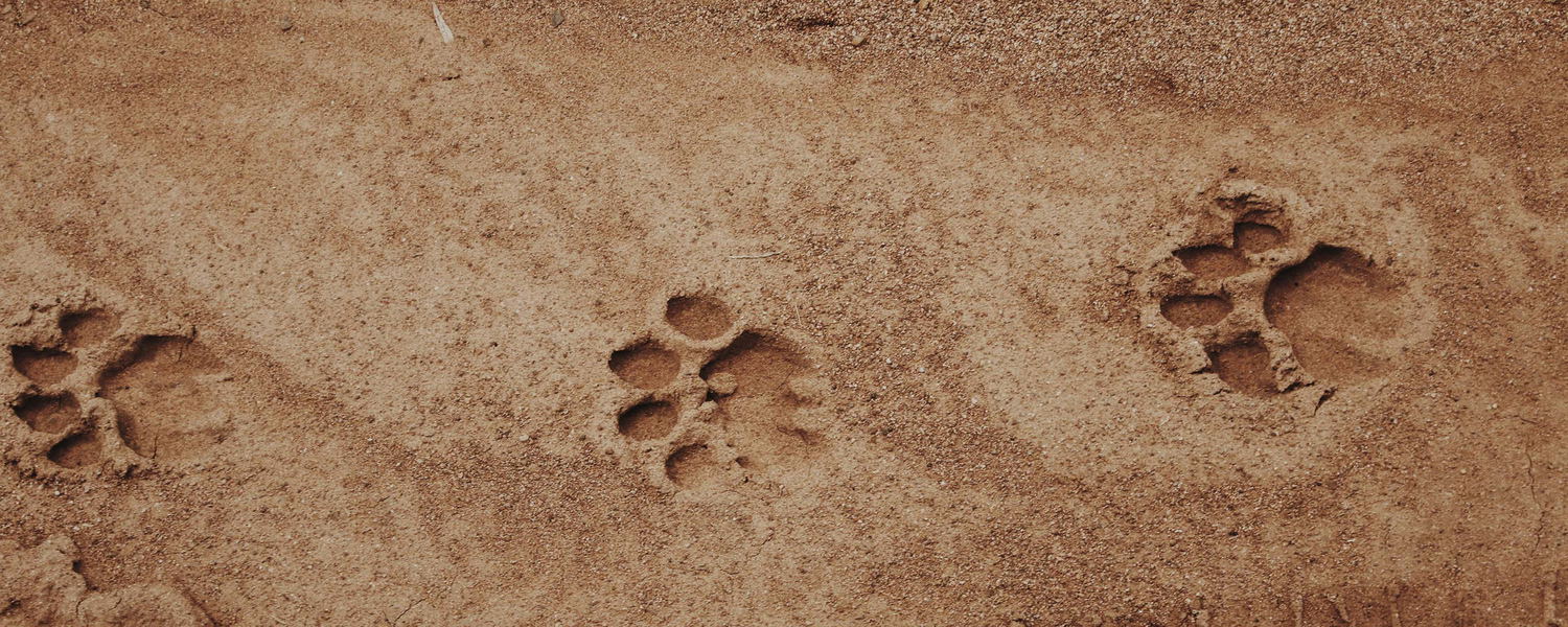 Löwenspuren im weichen Sand der Kwatale Concession, Botswana