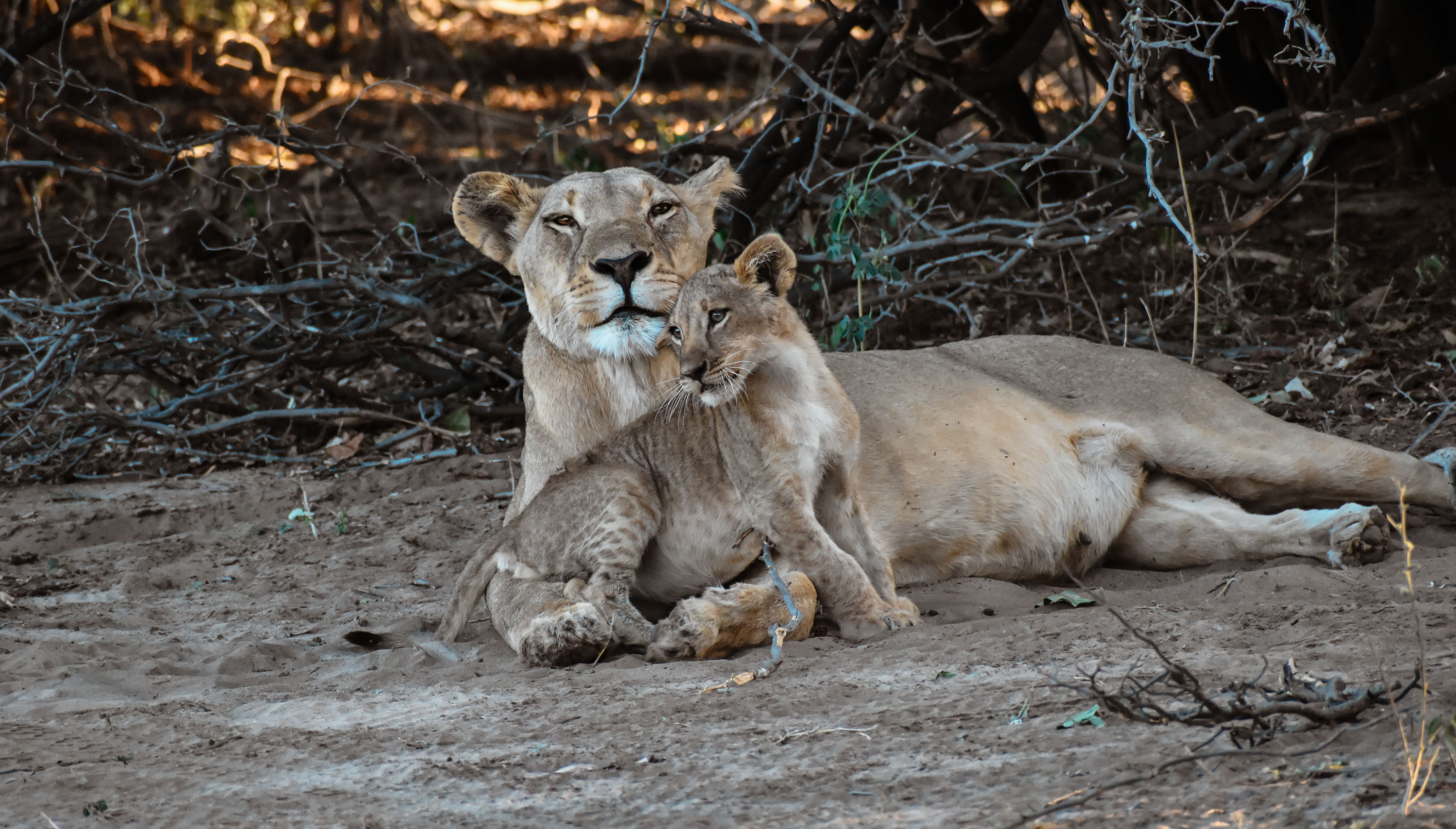 Löwin mit ihrem Jungtier in der Greater Moremi Region, Botswana