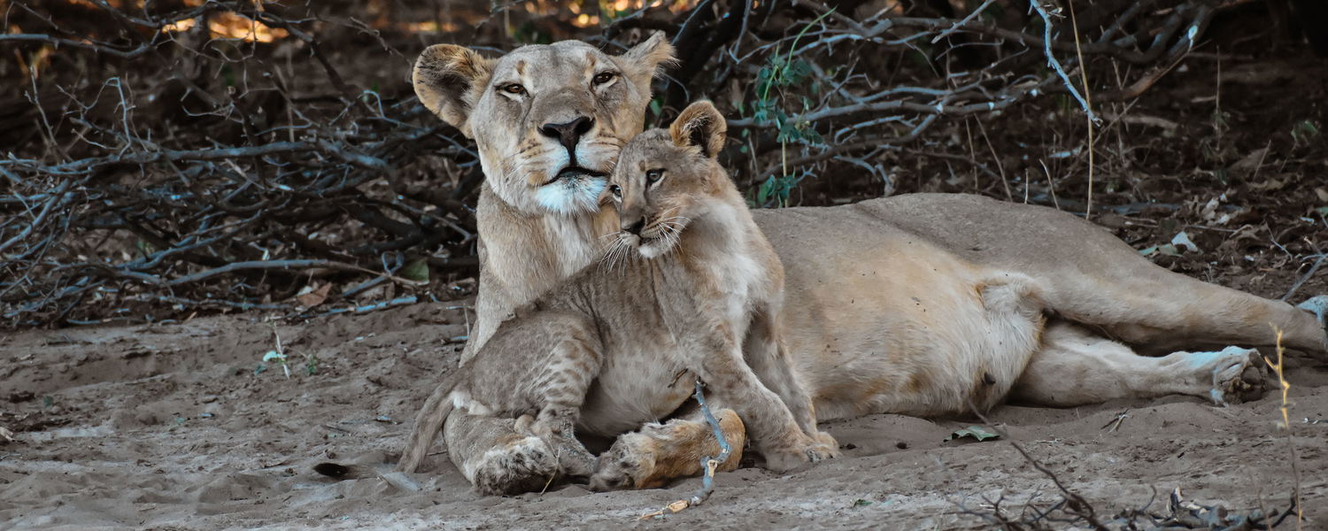 Löwin mit ihrem Jungtier in der Greater Moremi Region, Botswana