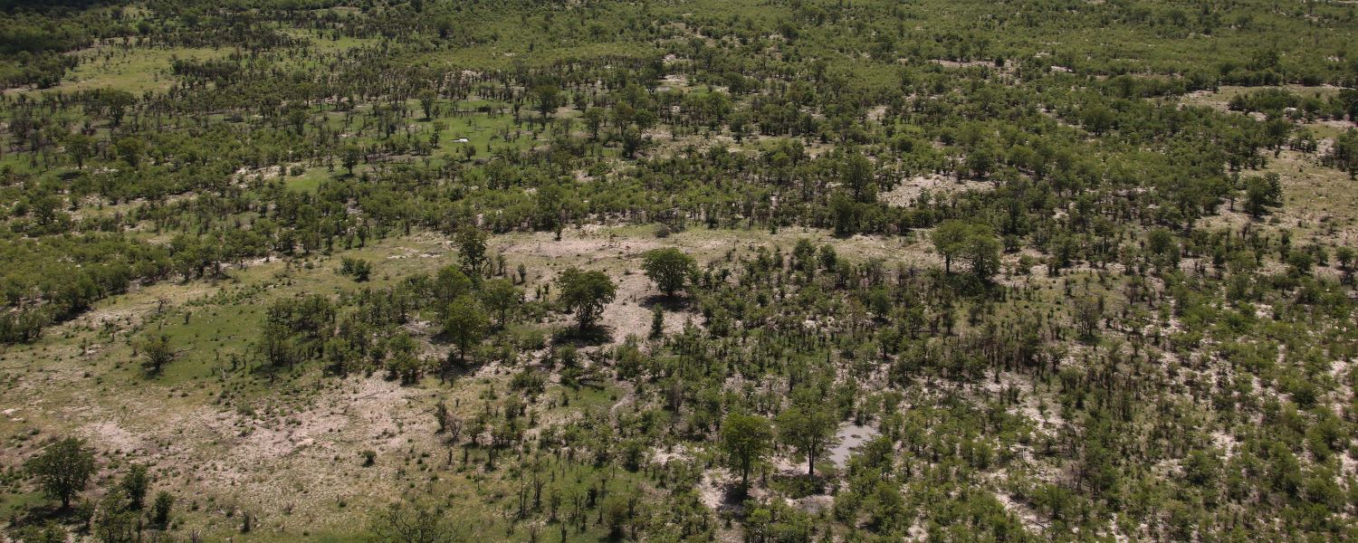 Luftaufnahme der weiten Mopane-Landschaft der Kwatale Concession, Botswana