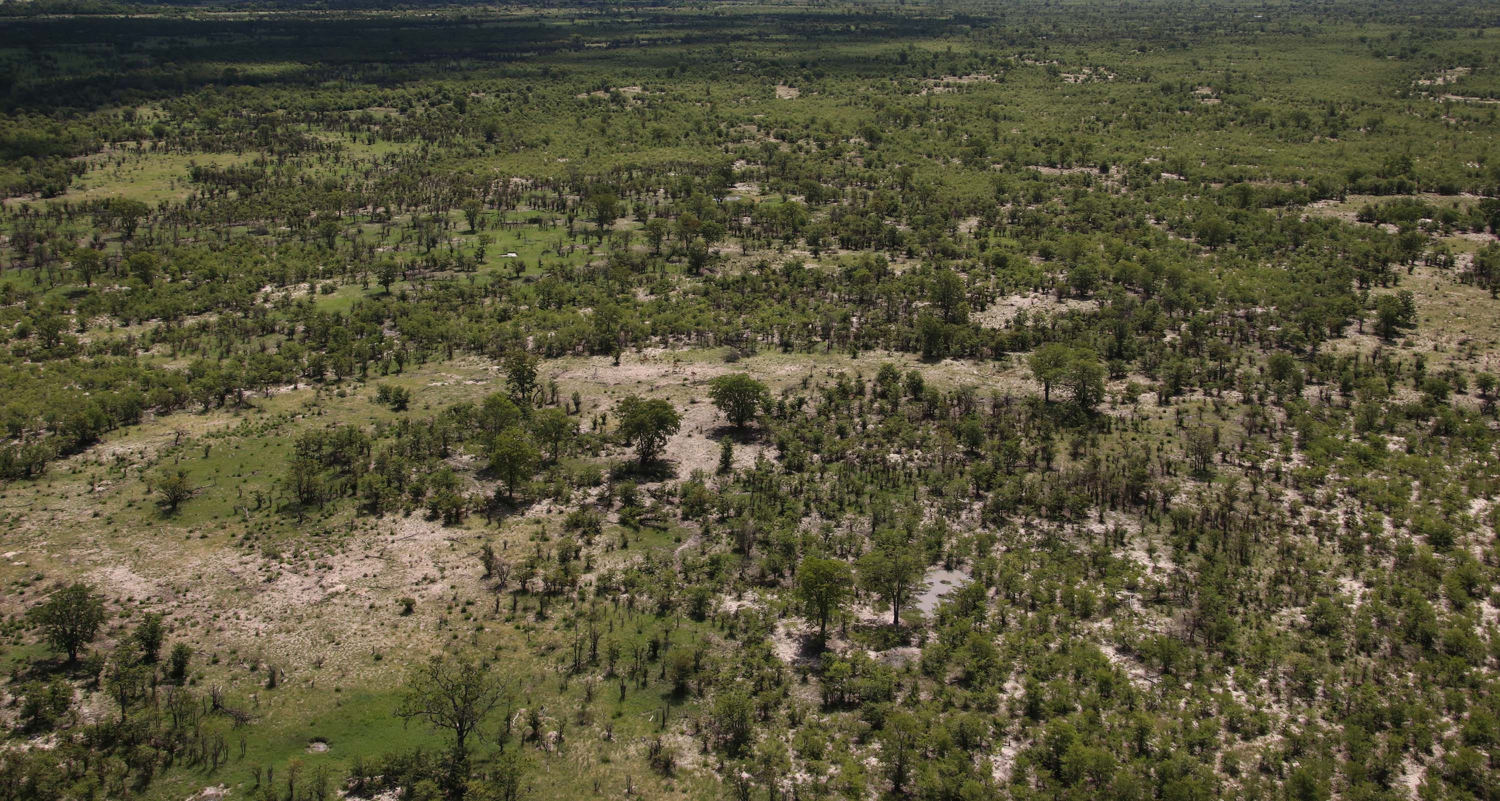 The vast mopane shrubland of the Greater Moremi Game Reserve seen from the air