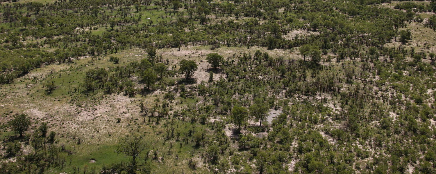 The vast mopane shrubland of the Greater Moremi Game Reserve seen from the air