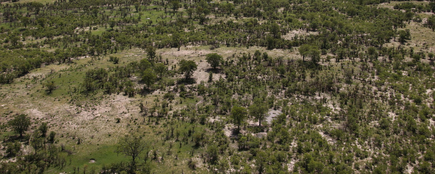 The vast mopane shrubland of the Greater Moremi Game Reserve seen from the air