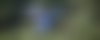 A lilac breasted roller, a very colourful bird, taking off from a bush