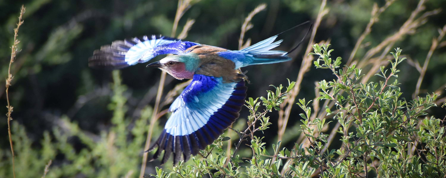A lilac breasted roller, a very colourful bird, taking off from a bush
