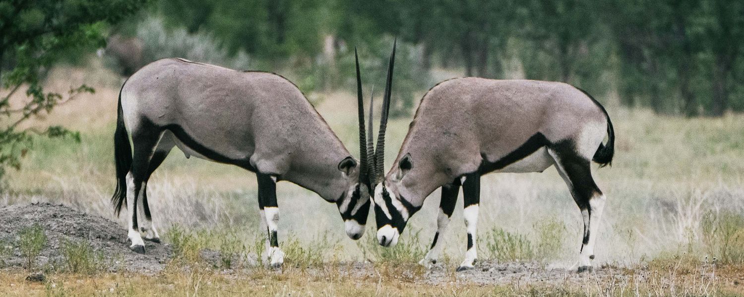 Zwei Oryx-Antilopen beim Kräftemessen mit ihren Hörnern, Botswana