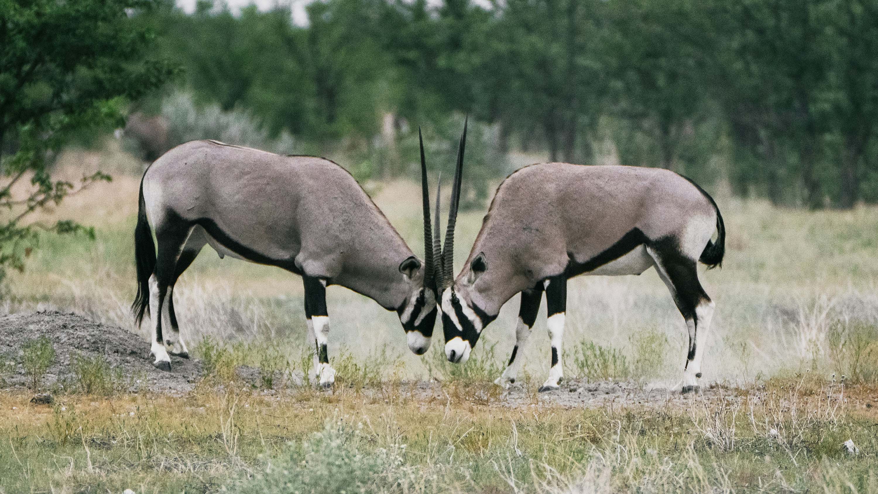 Two oryx antelope sparring