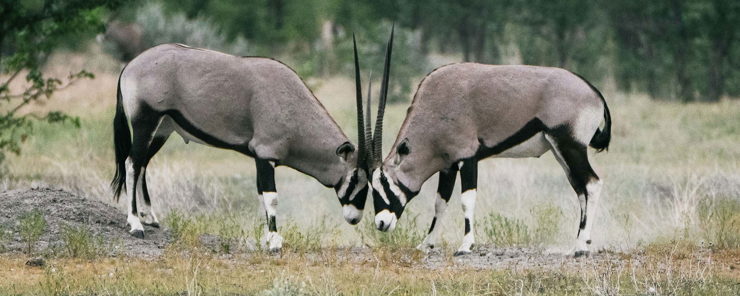 Two oryx antelope sparring