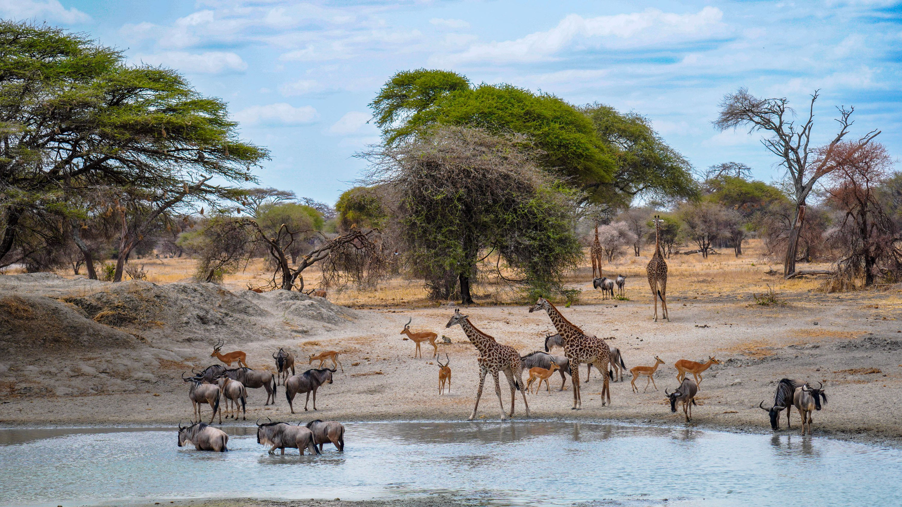 African savanna with giraffes, blue wildebeest, impala and vervet monkeys around a waterhole in Africa