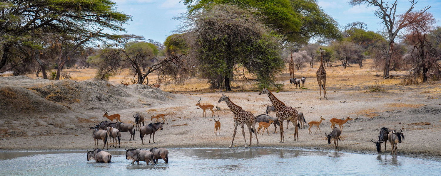African savanna with giraffes, blue wildebeest, impala and vervet monkeys around a waterhole in Africa