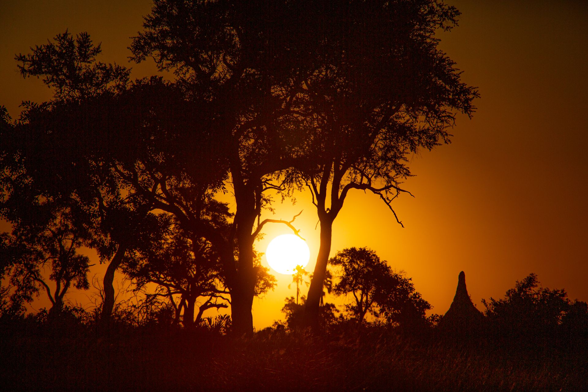 Sunrise over the African savanna