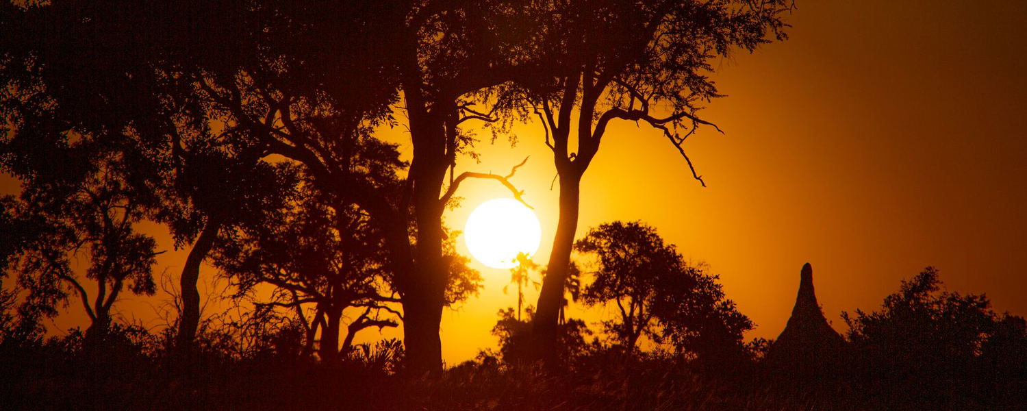 Sunrise over the African savanna