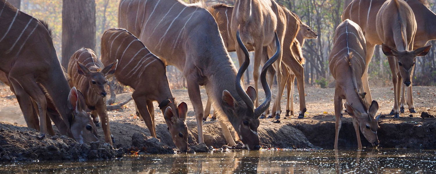 Eine Herde Kudu Antilopen trinkt von einem Wasserloch