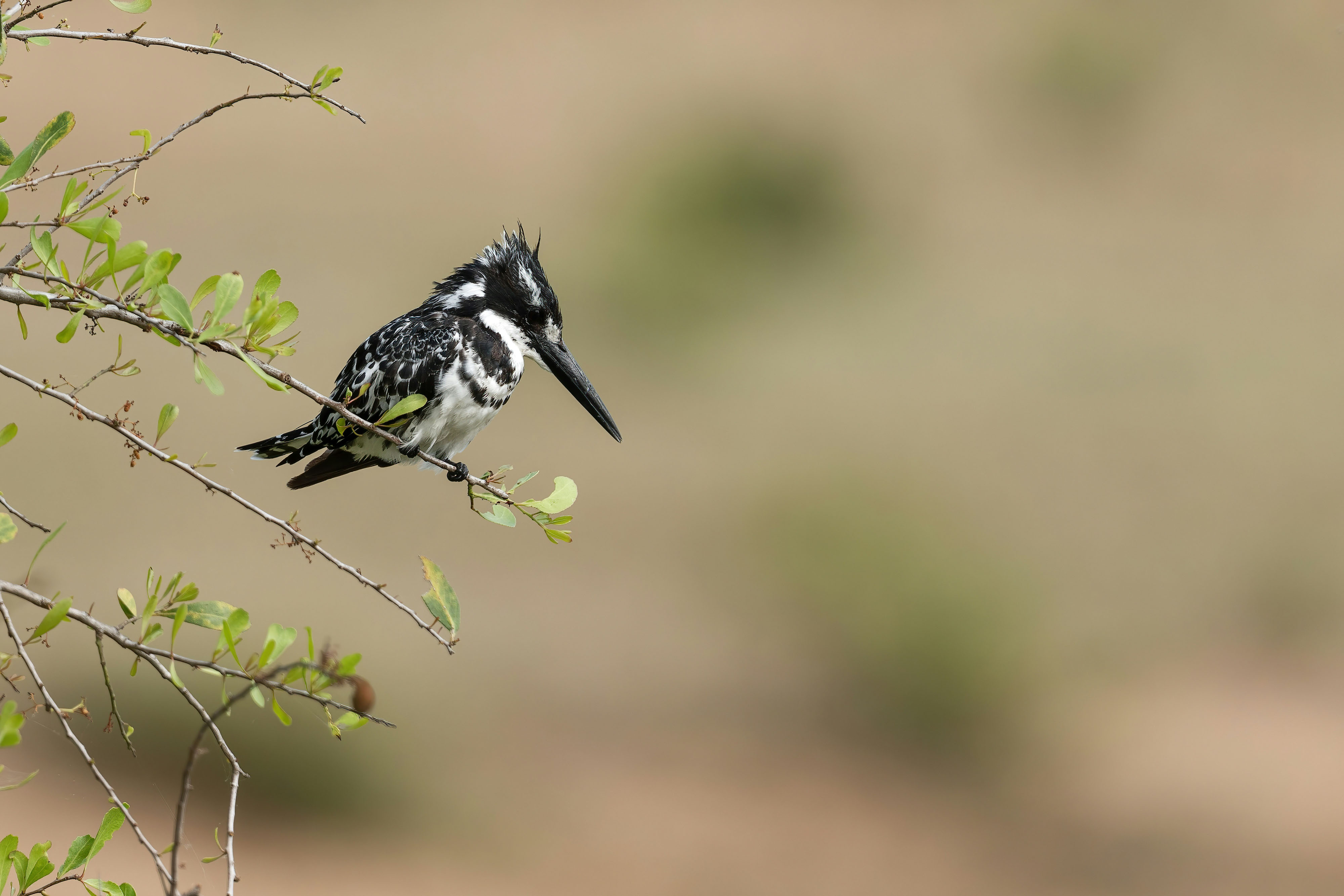 A pied kingfisher in waiting position