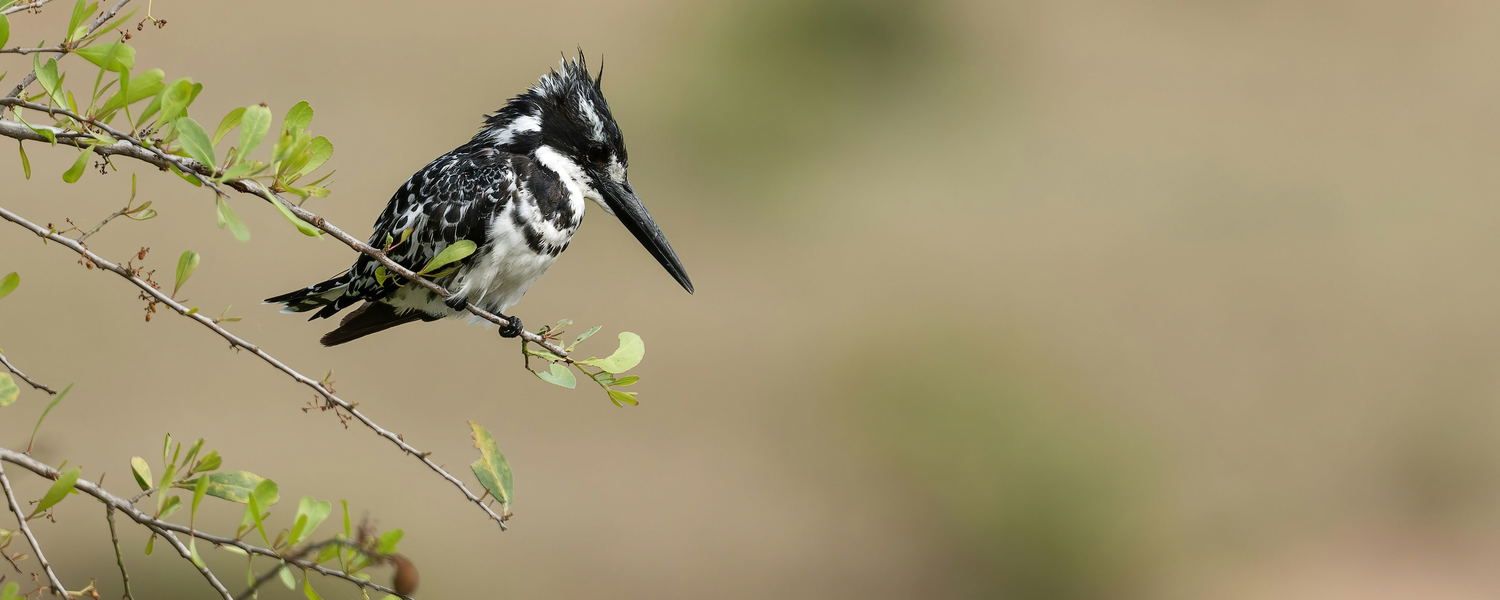 A pied kingfisher in waiting position