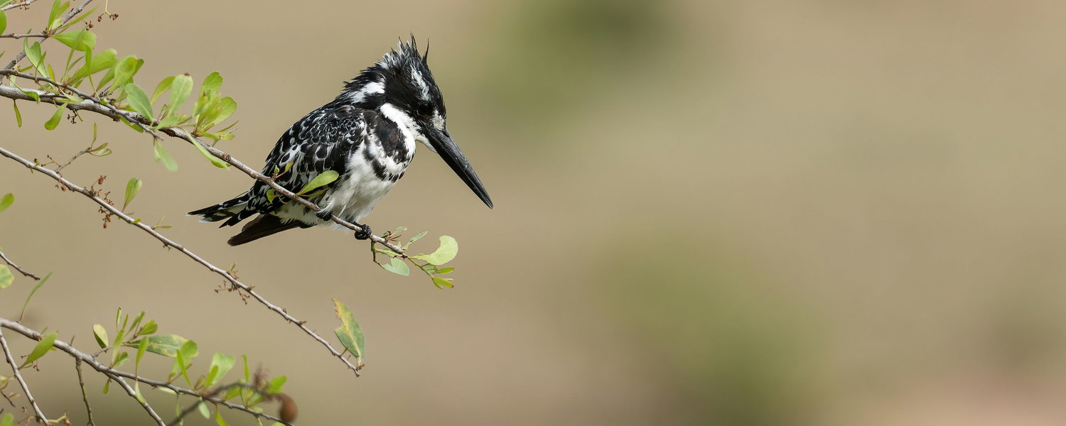 A pied kingfisher in waiting position