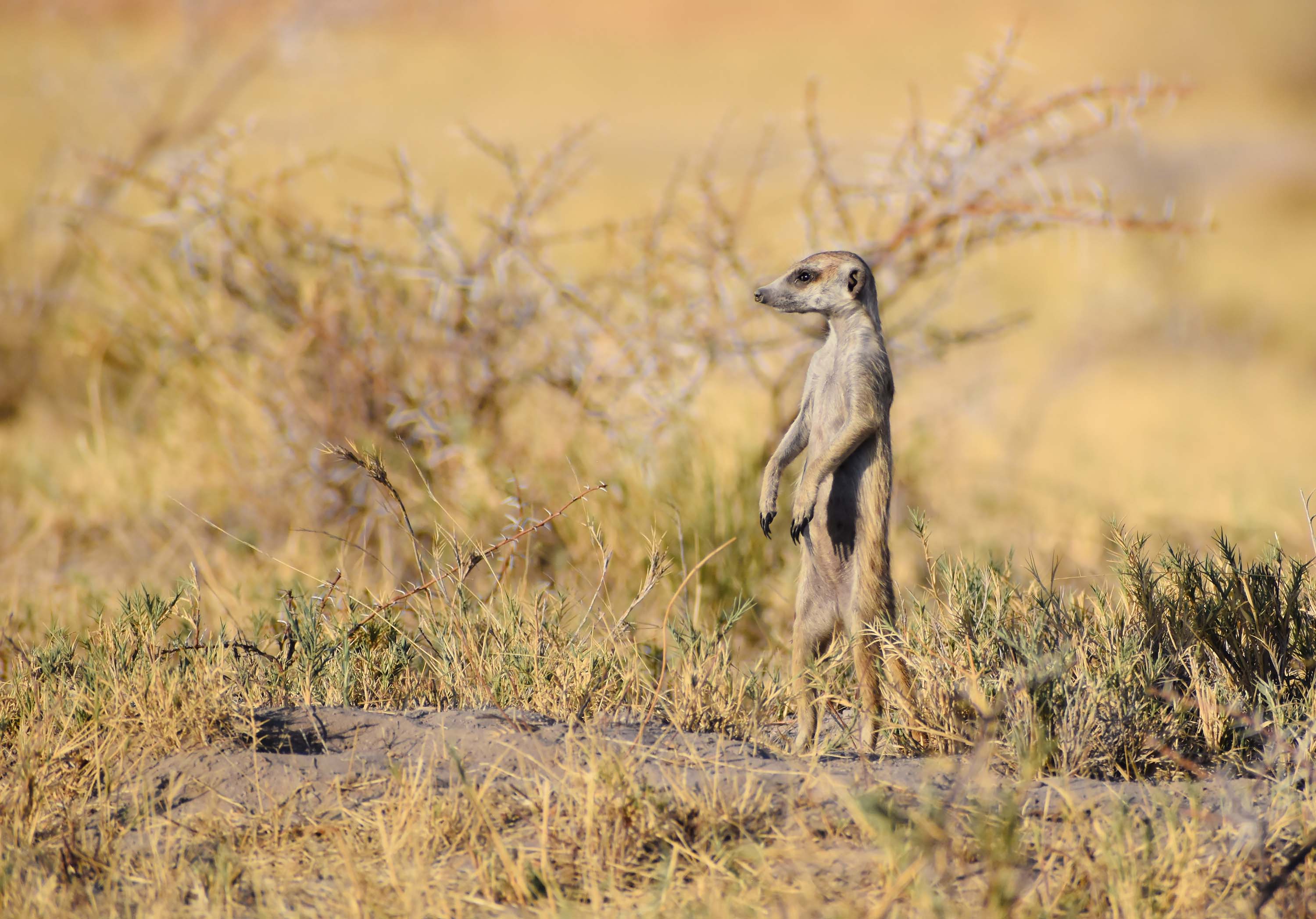 Ein Erdmännchen im Grasland der Kalahari in Botswana