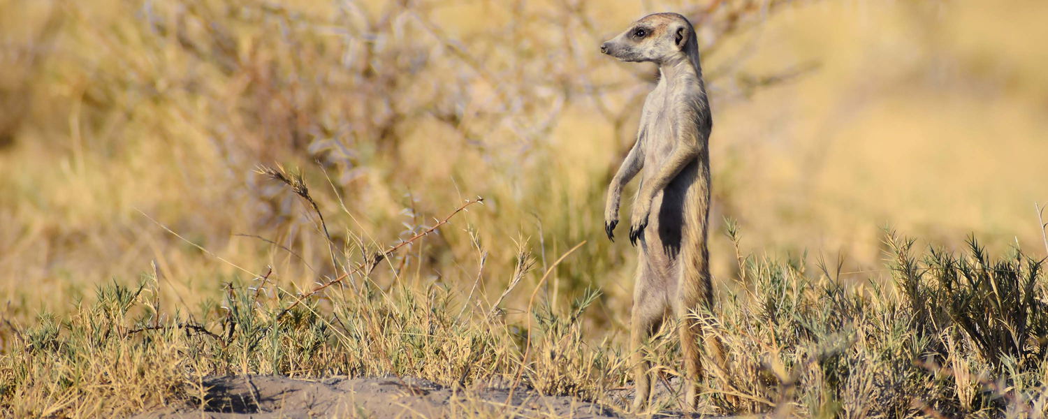 Ein Erdmännchen im Grasland der Kalahari in Botswana